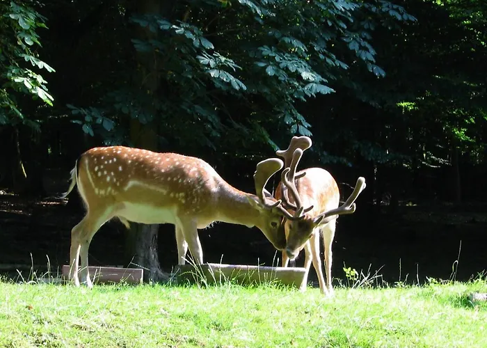 Attraktive In 35606 Solms, Wellness Exklusiv Im Benachbarten Braunfels